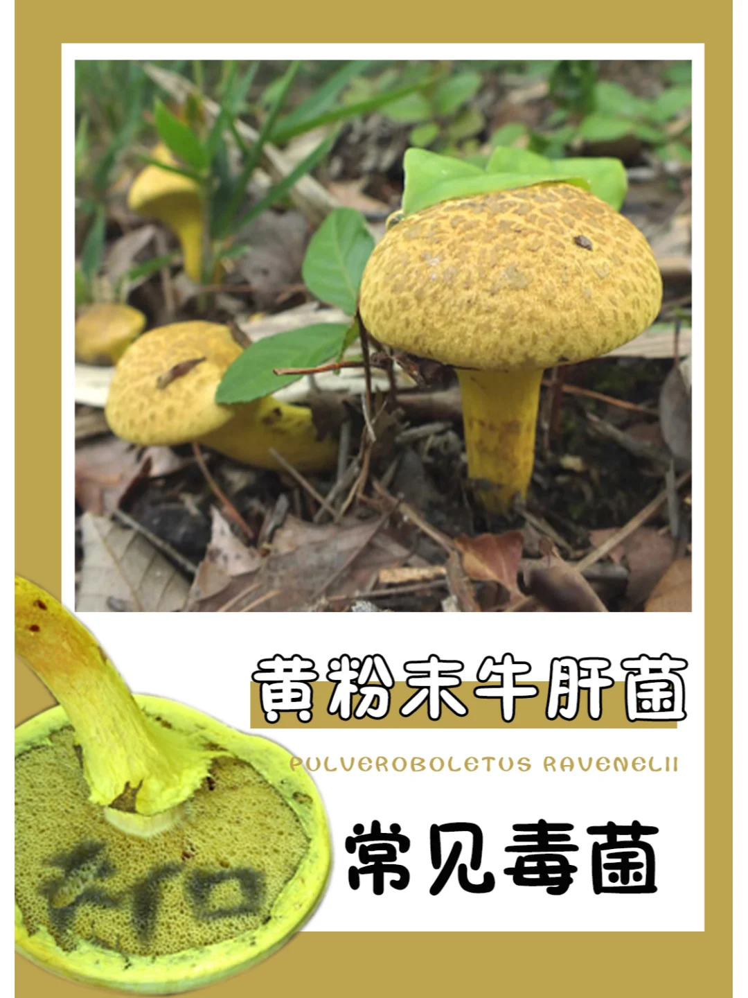 常见毒菌 | 浑身黄色粉末，比较好识别