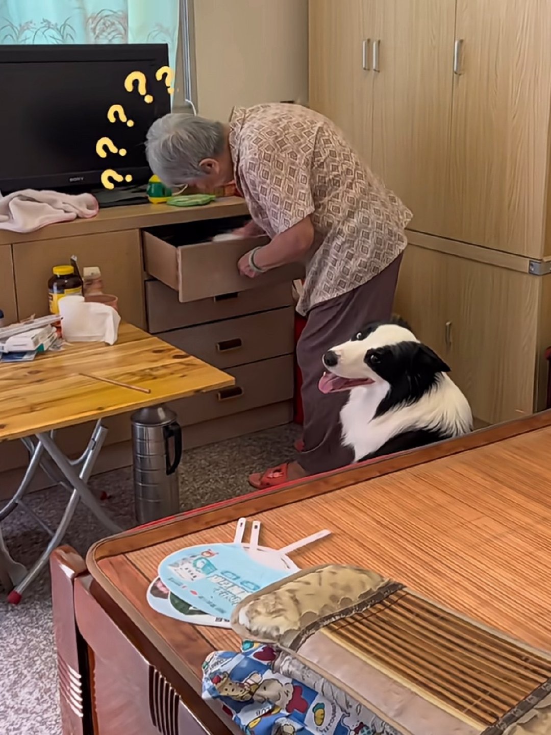 #奶奶假牙不见小狗露八颗牙#
我猜是另一个狗给萨摩耶戴上的假牙，这种明显摆拍的视频，究竟是谁在信？ ​