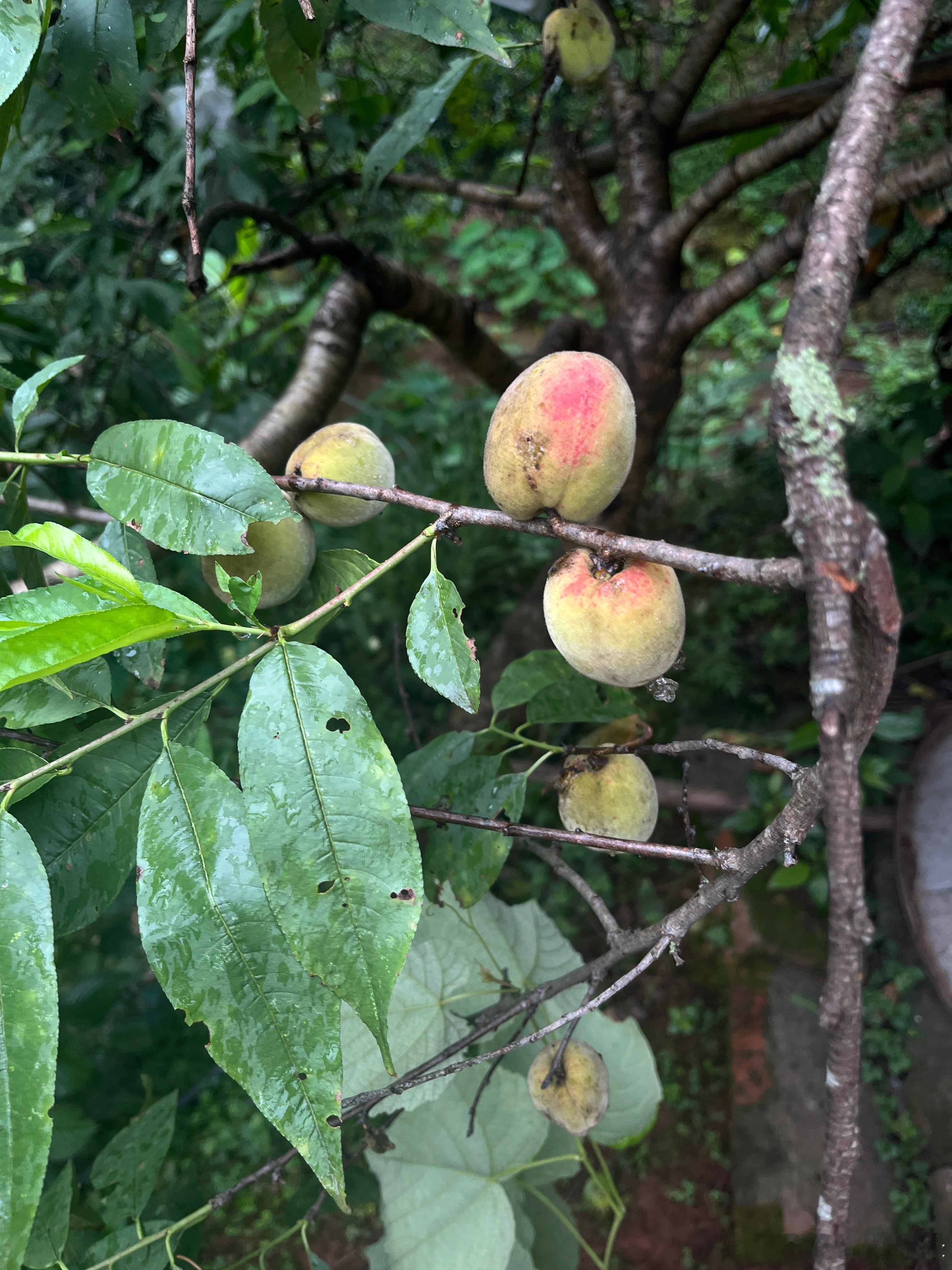 老公  来我家吃西瓜  吃葡萄  吃黑桃  吃桃子  吃李子了[比耶]...