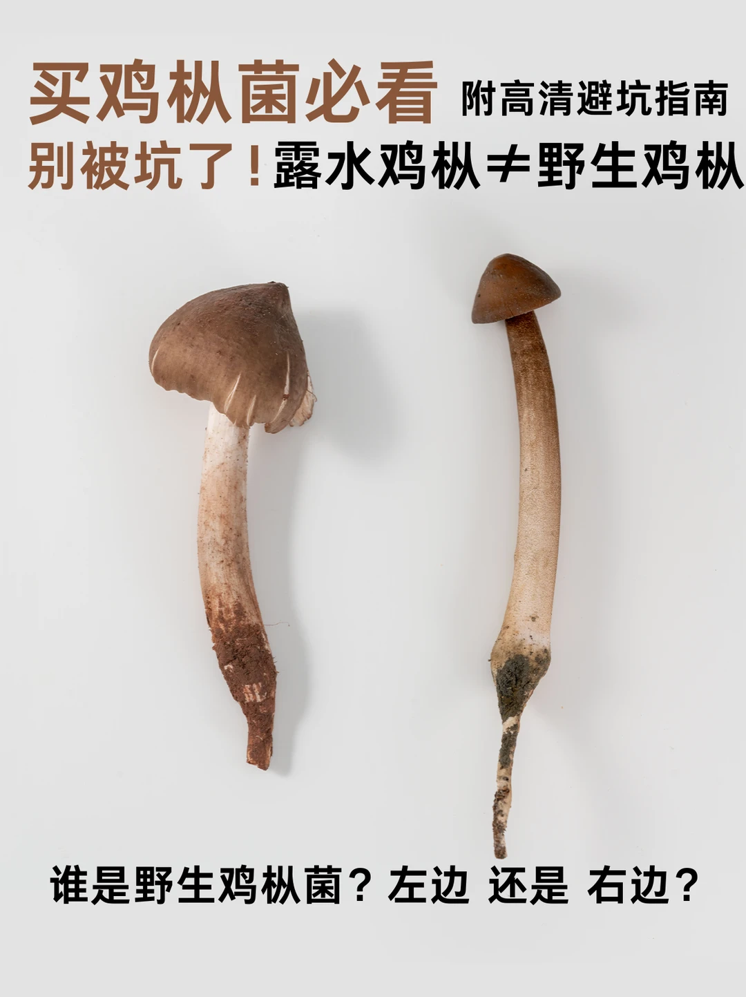 别被名字骗了！这些鸡枞根本不是野生鸡枞
