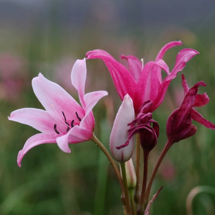 沼泽香殊兰crinum campanulatum