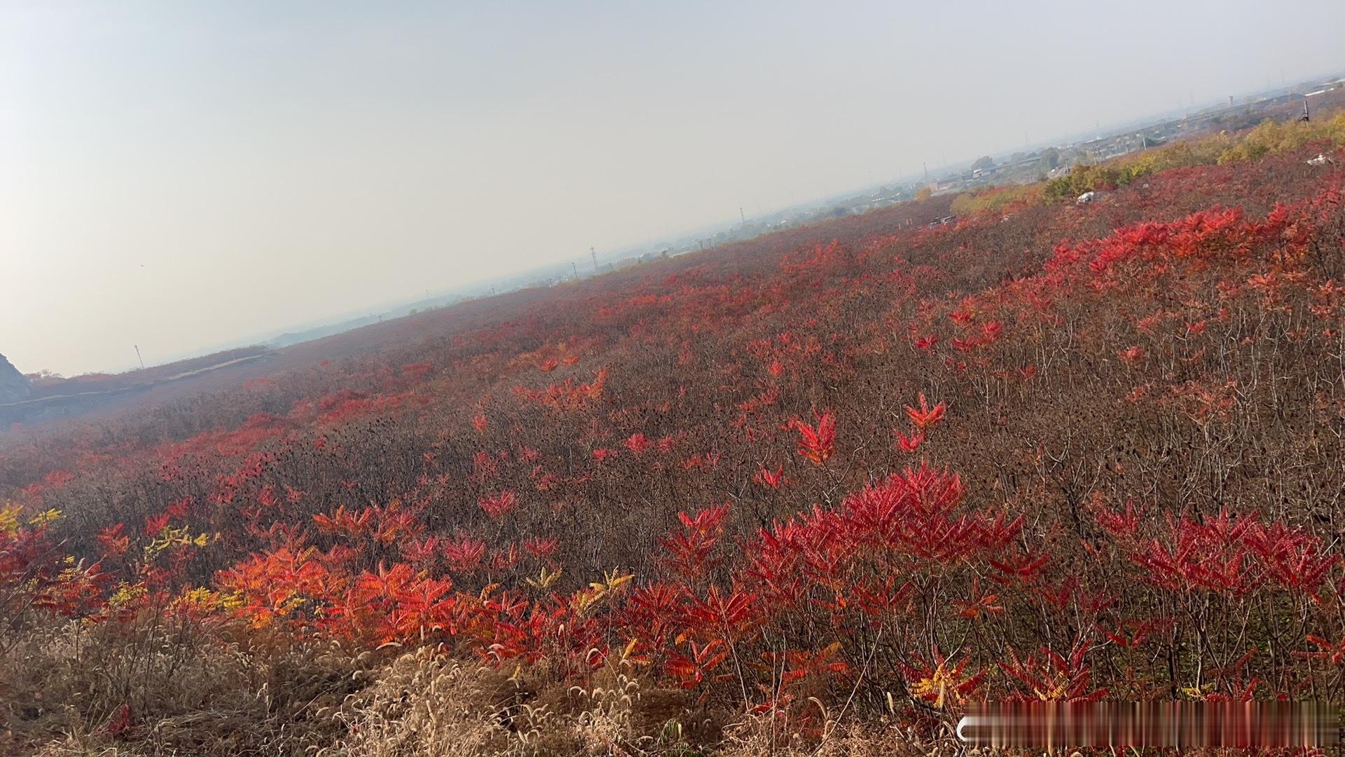 国庆最特别的风景
国庆哪哪都是人挤人，果断避开热门景点，开着我的深蓝S05来蒋福山红叶谷躲清静，真的选对了！

离大兴不远，自驾过来路况挺不错，山路居多。不得不说S05跑山路是真稳，方向盘很好掌控，过弯不飘。路上开着辅助驾驶，省心太多，全程开下来一点不累，电车开着也安静，听歌吹风，一路心 ​