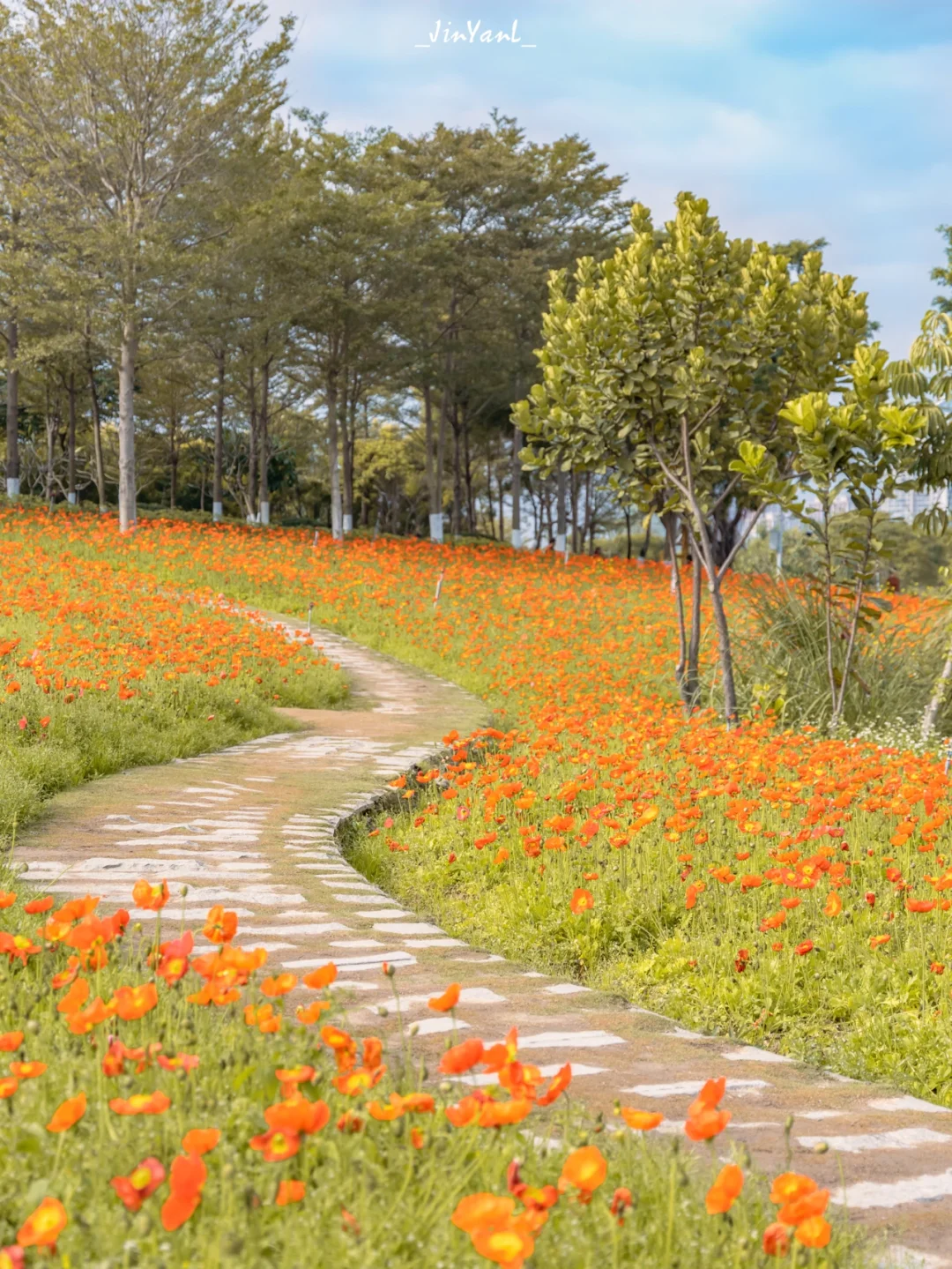 厦门拍摄｜春天是藏在园博苑里的虞美人山坡