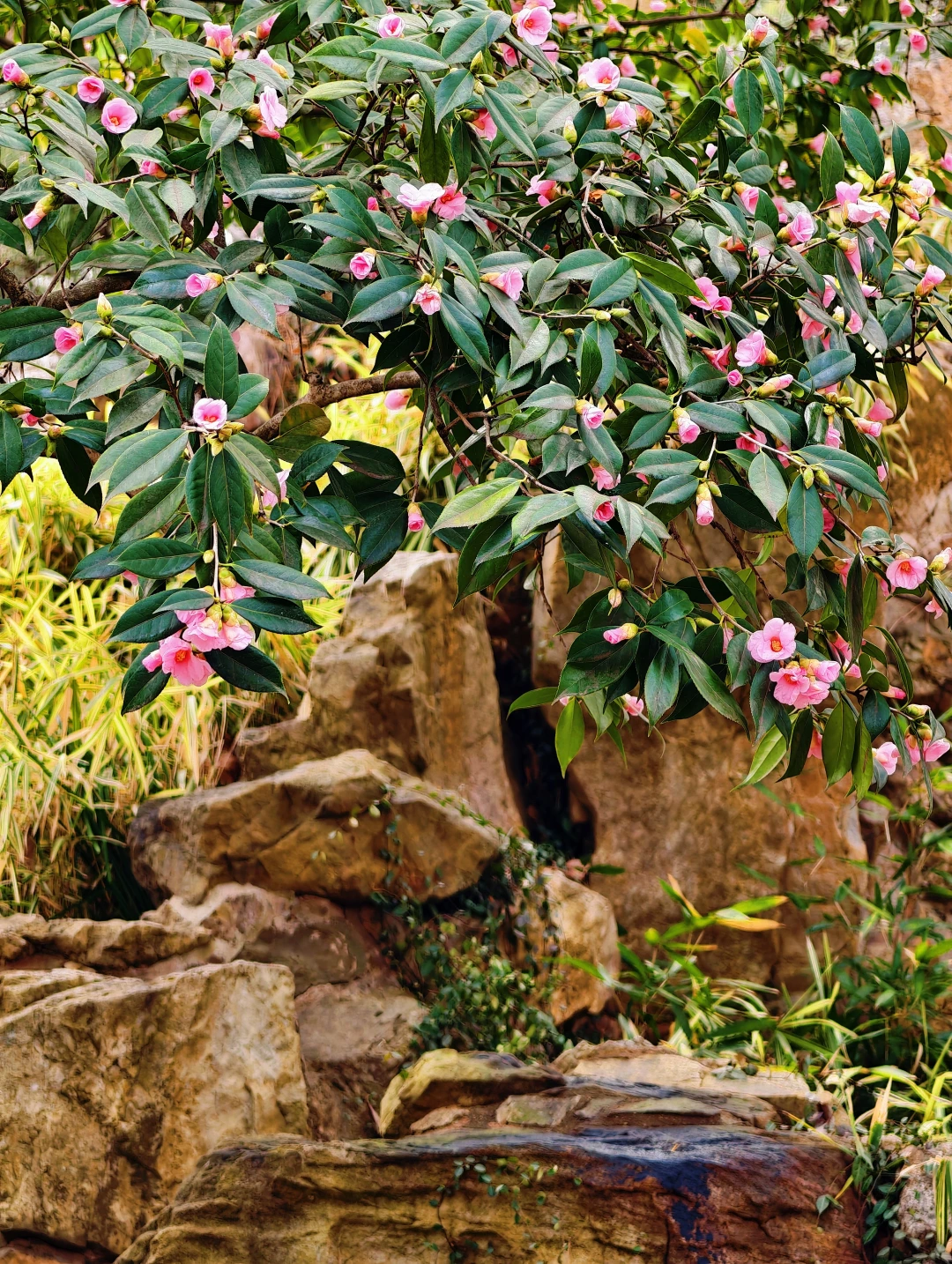 遇见耦园山茶花，才明白什么是“娇艳欲滴”