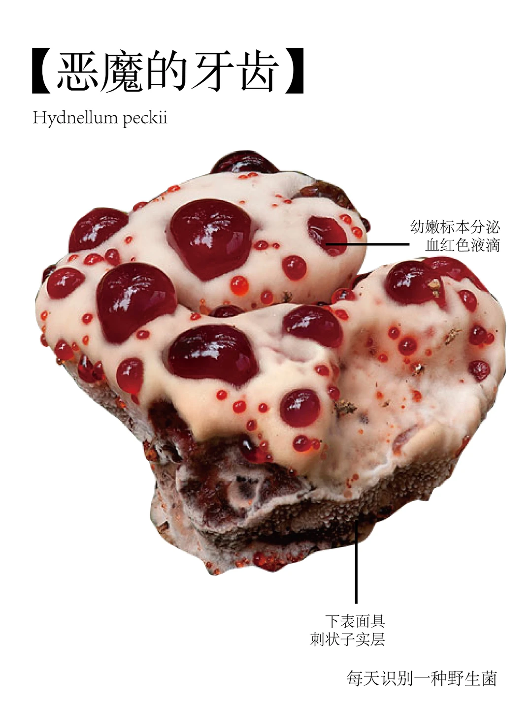 派克亚齿菌，是一种自然染色剂