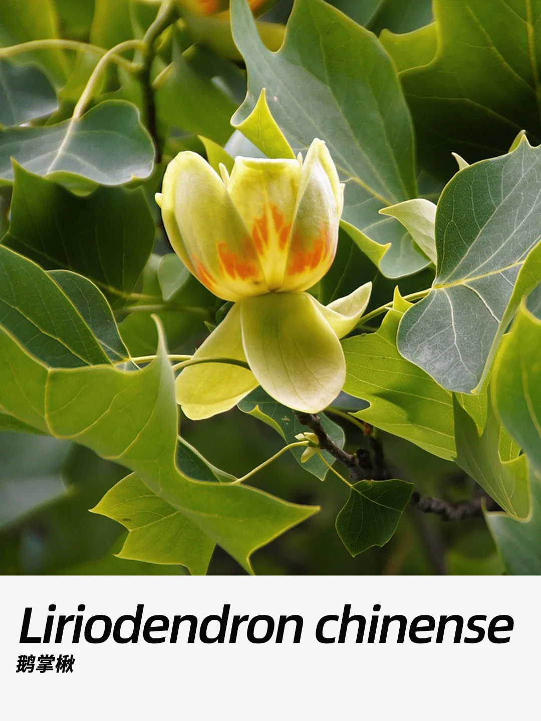 带你每天认识一种花材473｜鹅掌楸