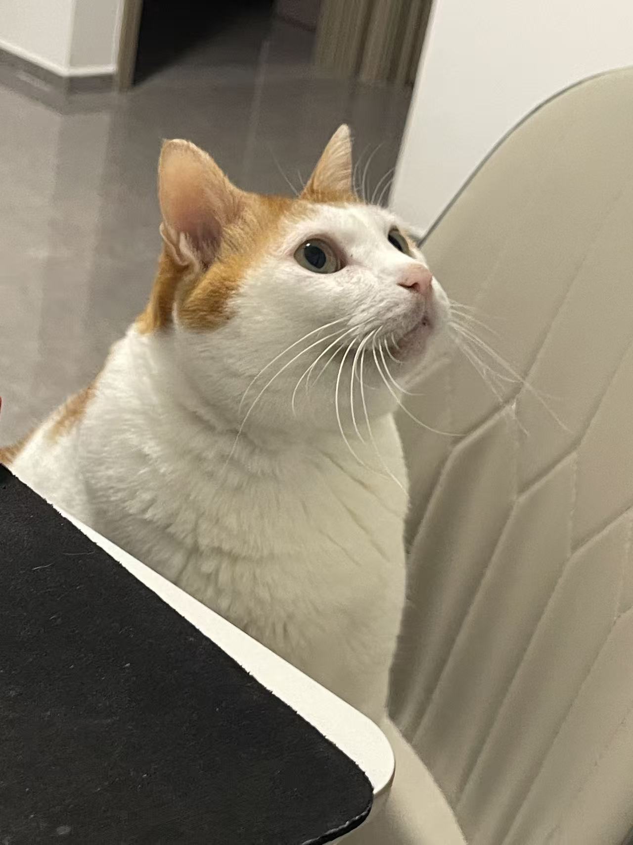 这只猫坐在椅子上，看着天花板，也不知道它在想啥。就像之前我家丢了小猫后，我坐在椅