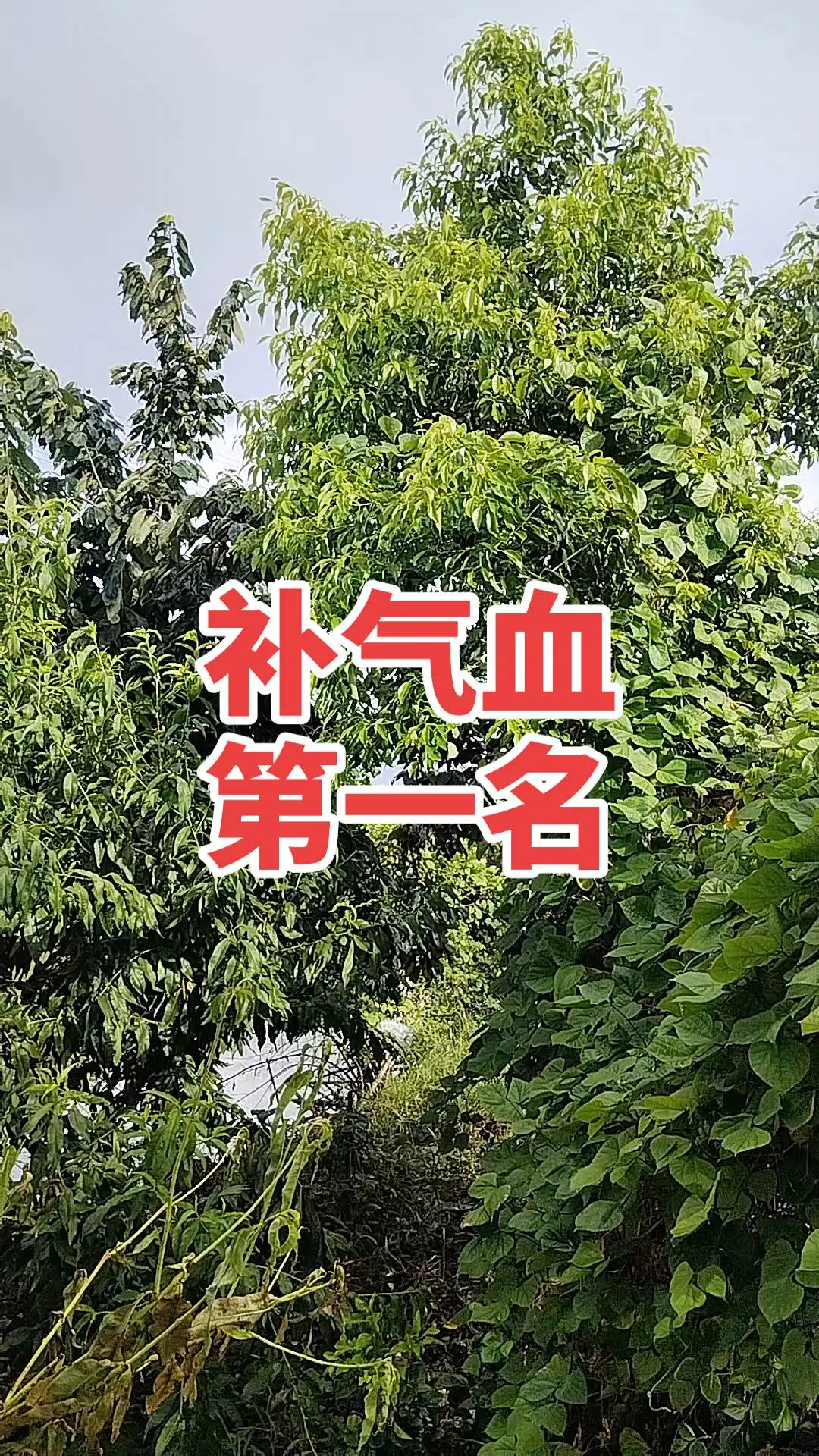 马刺还是太年轻了，关键失误&amp;绝杀不中，马刺主场再负尼克斯  