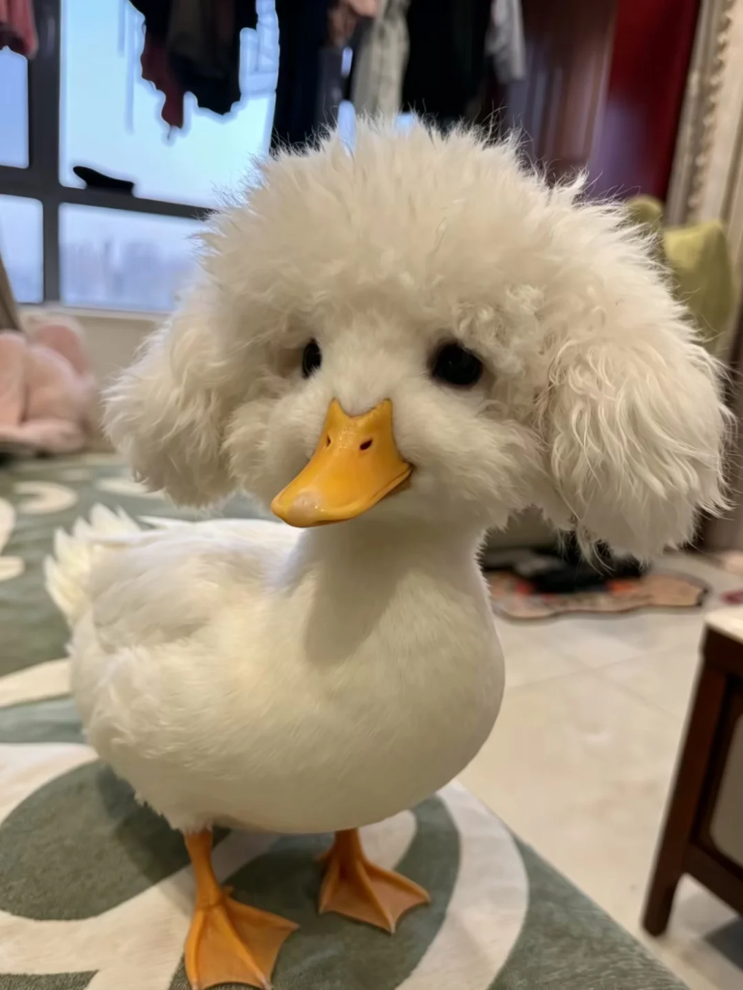 小鸭子嘎嘎嘎……  嘴巴扁扁哒……