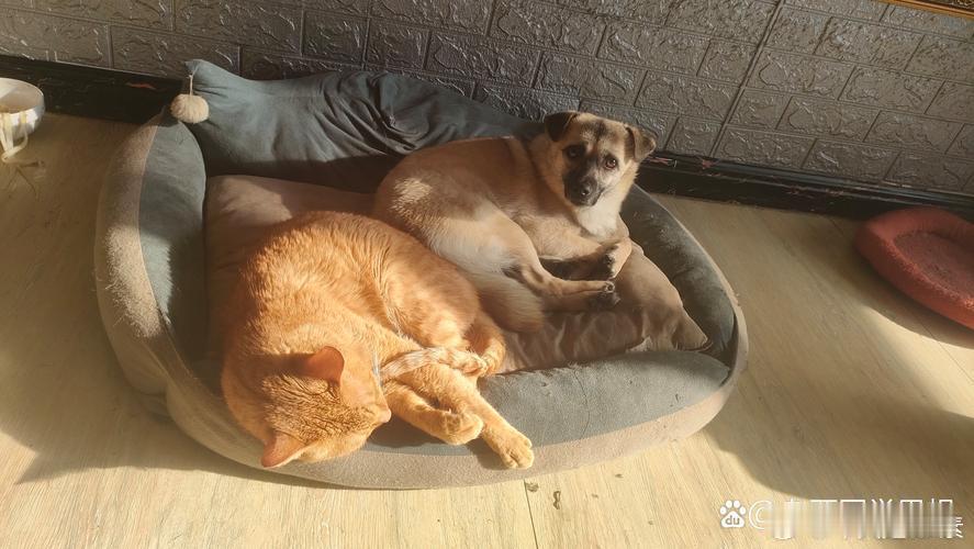 #猫狗日常# 我家狗今天和邻居家的猫隔门对骂了一下午。 一个汪汪汪，一个喵喵喵，我坐在中间看戏。 这大概就是动物界的“邻里纠纷”吧。 ​