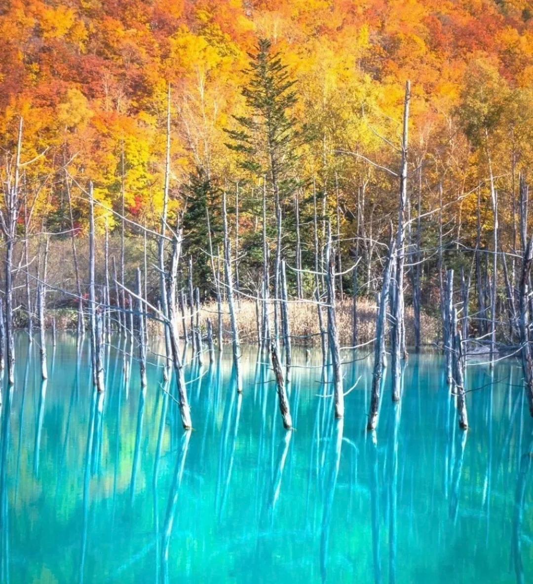 日本北海道｜成片的Tiffany蓝，好美！