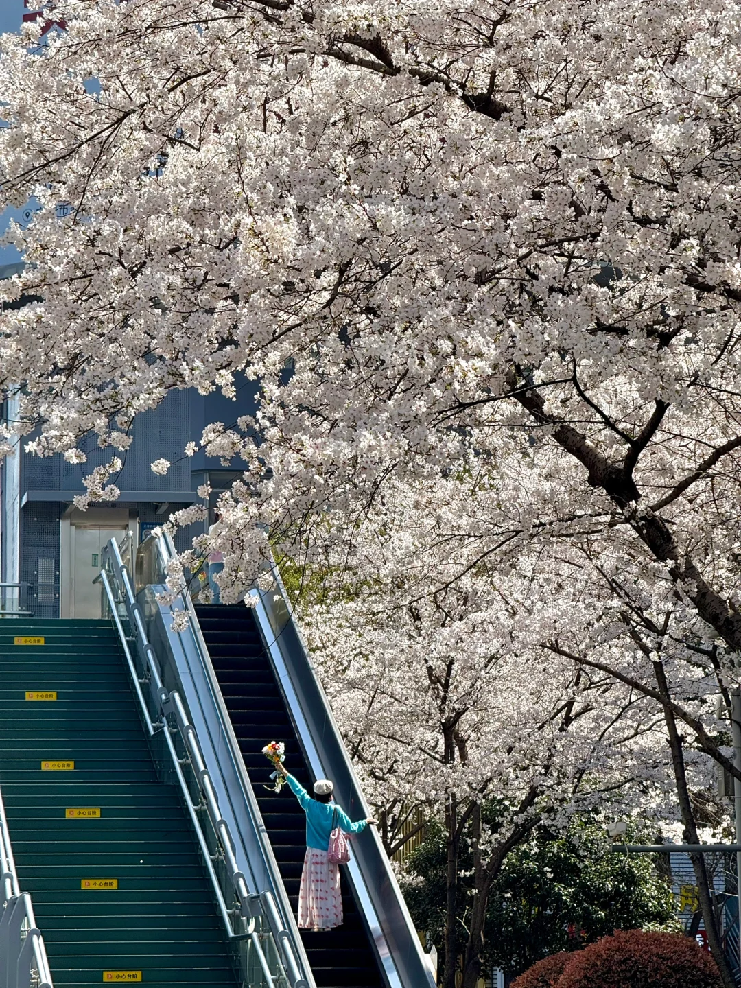 宁波好浪漫啊！一夜开爆的樱花电梯！3.24实拍