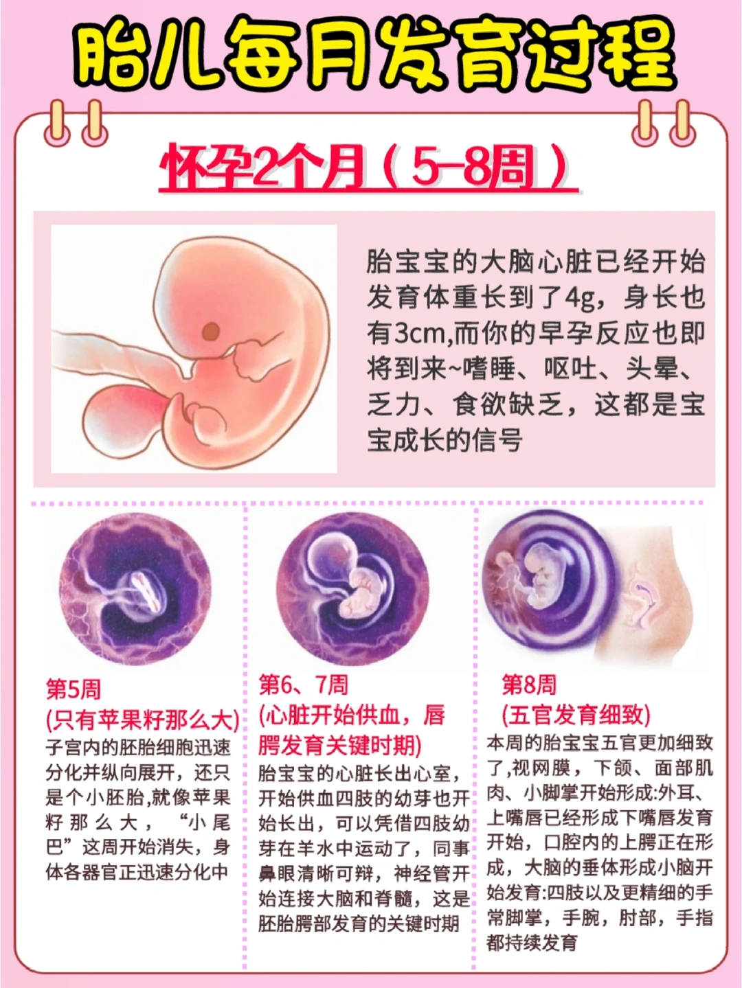 🔥怀孕40周胎儿发育全过程！孕期注意事项