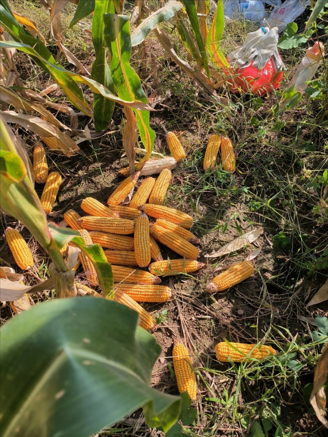 我奉劝各位买苹果18量力而行，不要打肿脸充胖子，告诉大家一个数据：
一个苹果18pro max
＝两万斤玉米
＝20多亩地
#蓝色iPhone18Pro更抢手# ​