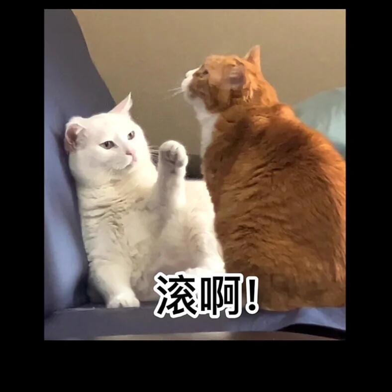 #papi家的大咪回喵星了# 大咪回喵星了，但爱不会消失，回忆也不会。 ​