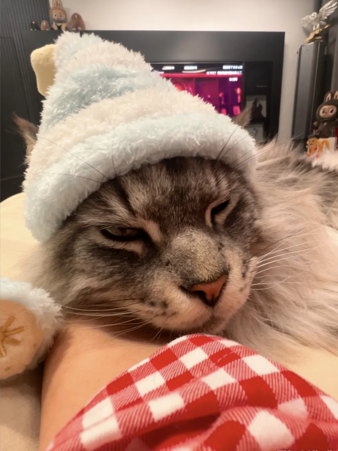 算了，你肯定觉得小猫睡觉戴睡帽很没意思💤