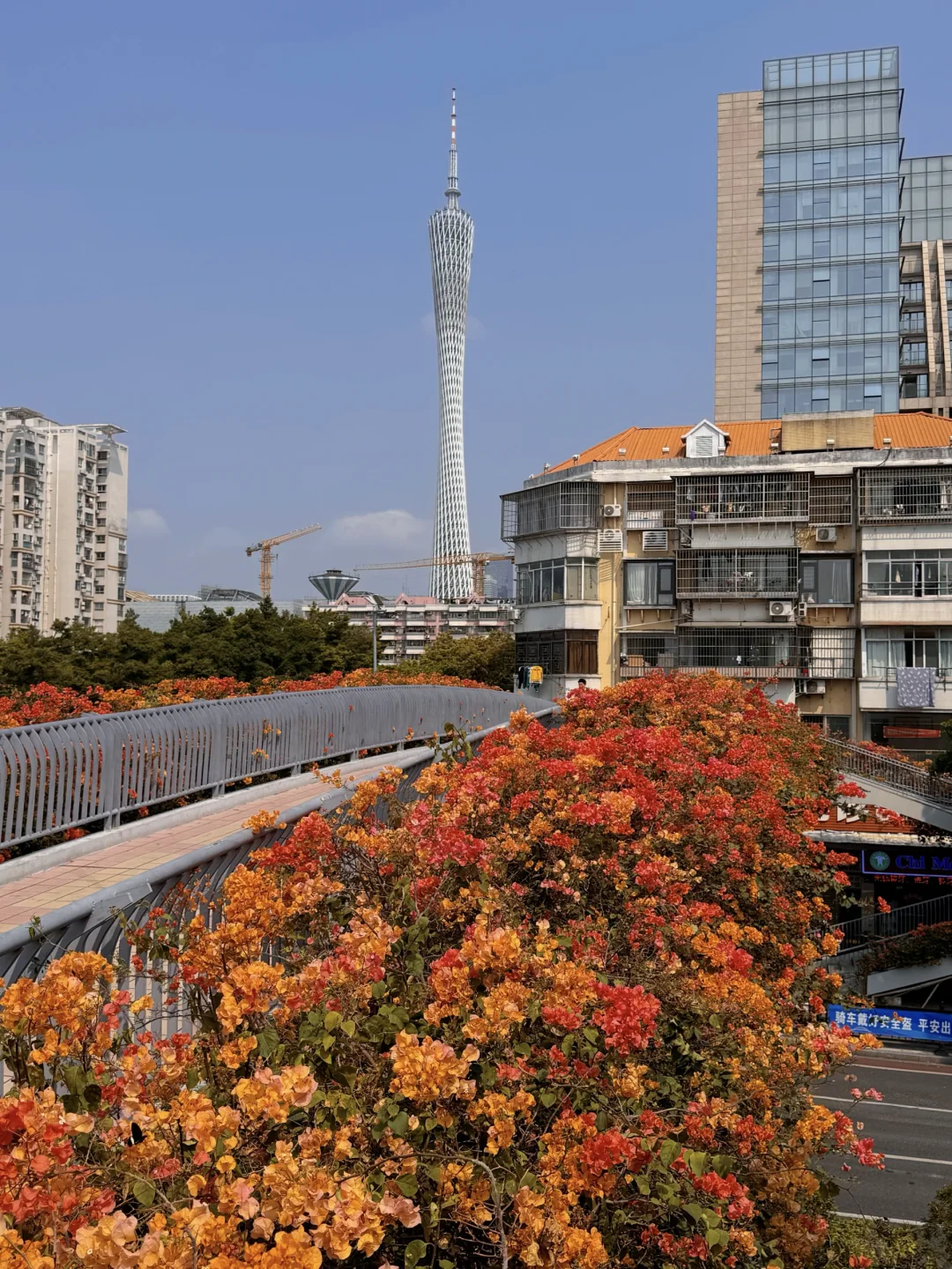 3.7实况📷被广州塔下的三角梅天桥美哭了～
