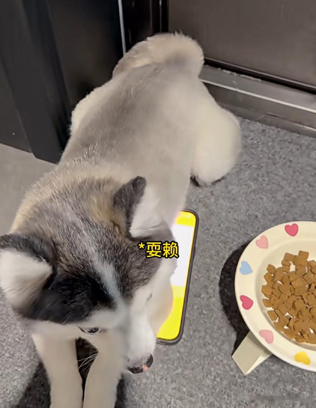 #支付宝辟谣狗腿付##网友称狗腿付才是真接地气#
不必执着于名字，好用才是硬道理✨AI能够执行指令、跑腿服务、自主付款，配套安全凭证，扎根生活的科技，远比华而不实的炫技更难得。 ​