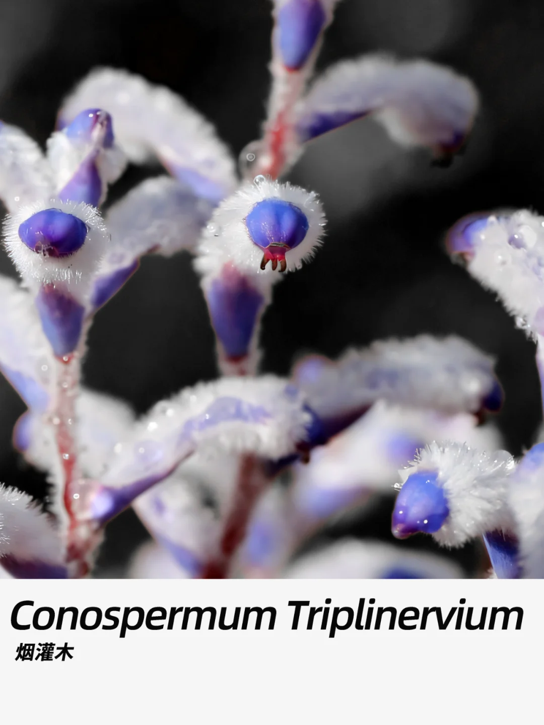 带你每天认识一种花材242｜彩烟木