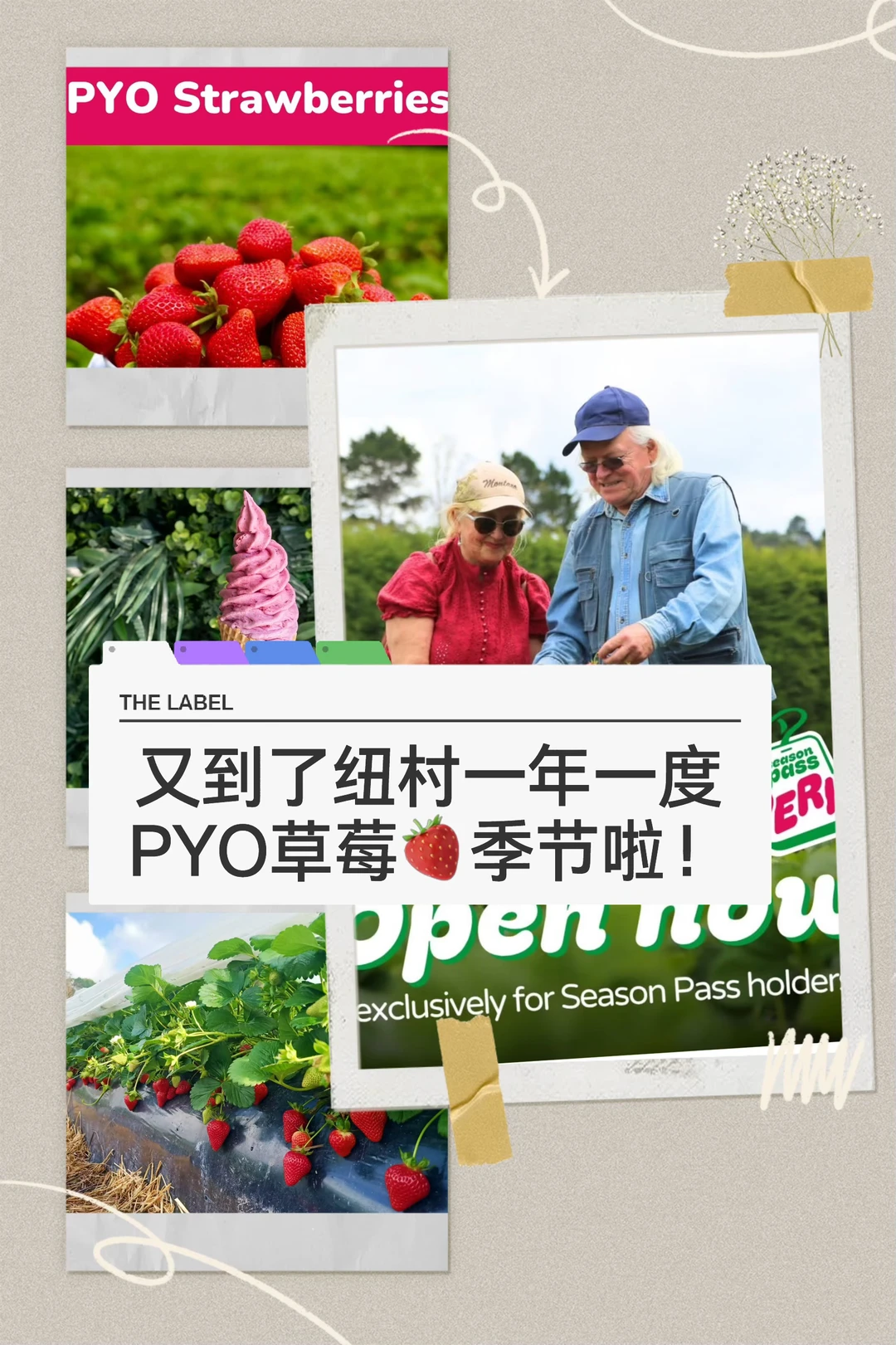 🇳🇿纽村PYO草莓采摘季来啦！实现草莓自由
