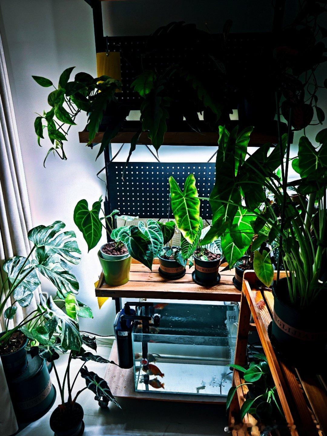 #热植##治愈系##热植墙##OPPO[超话]#生命的生生不息，从来不是静待奇迹，而是日复一日的耐心付出和等待，才有可能收获蓬勃生长的风景[月亮] ​