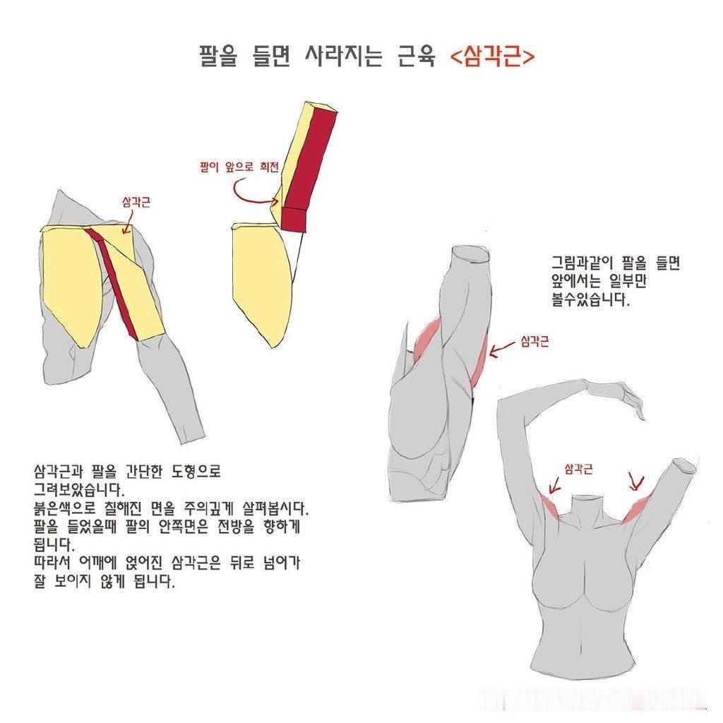 绘画教程 上肢和腹部的人体肌肉结构参考