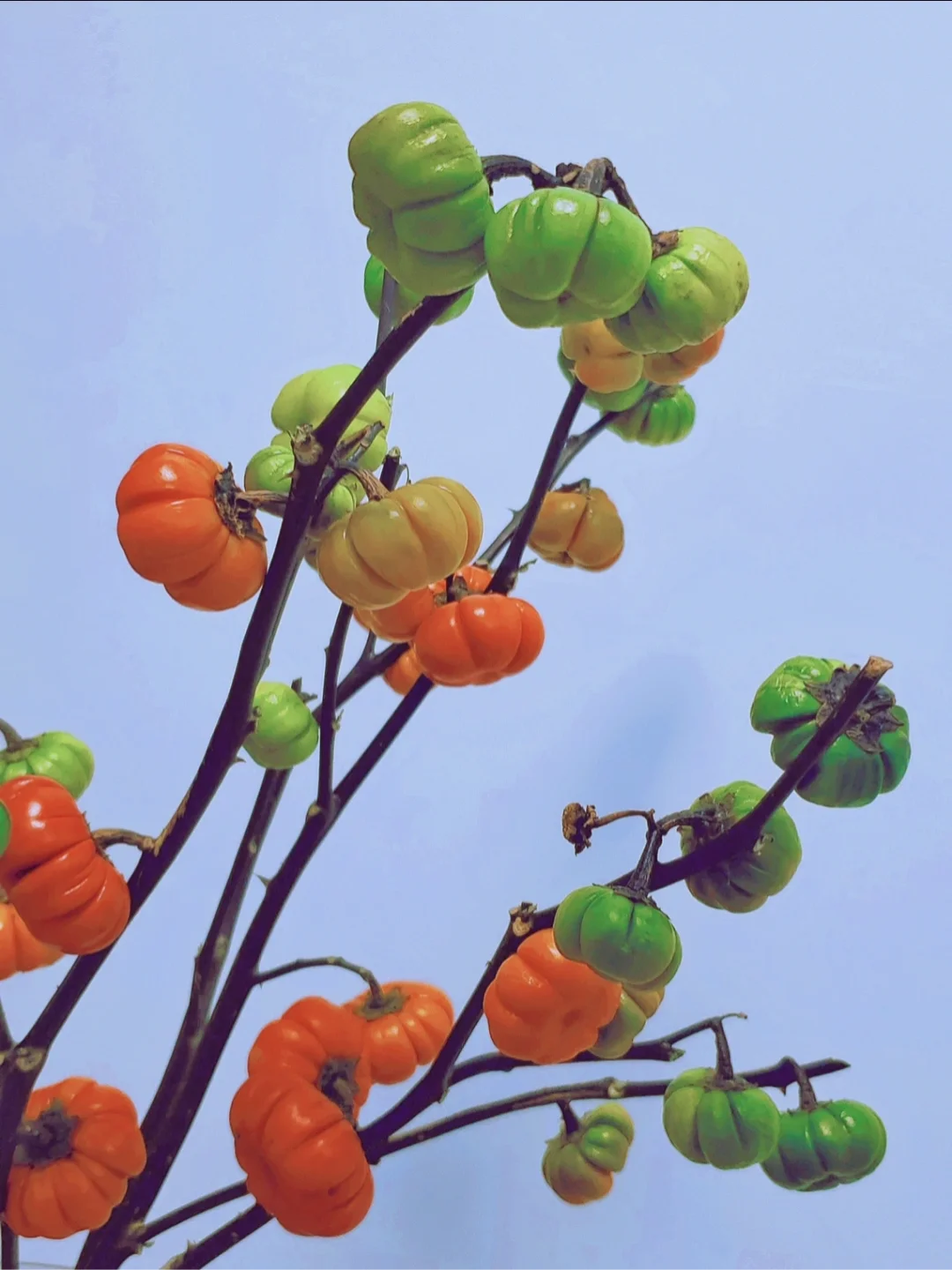 带你每天认识一种花材58｜小南瓜