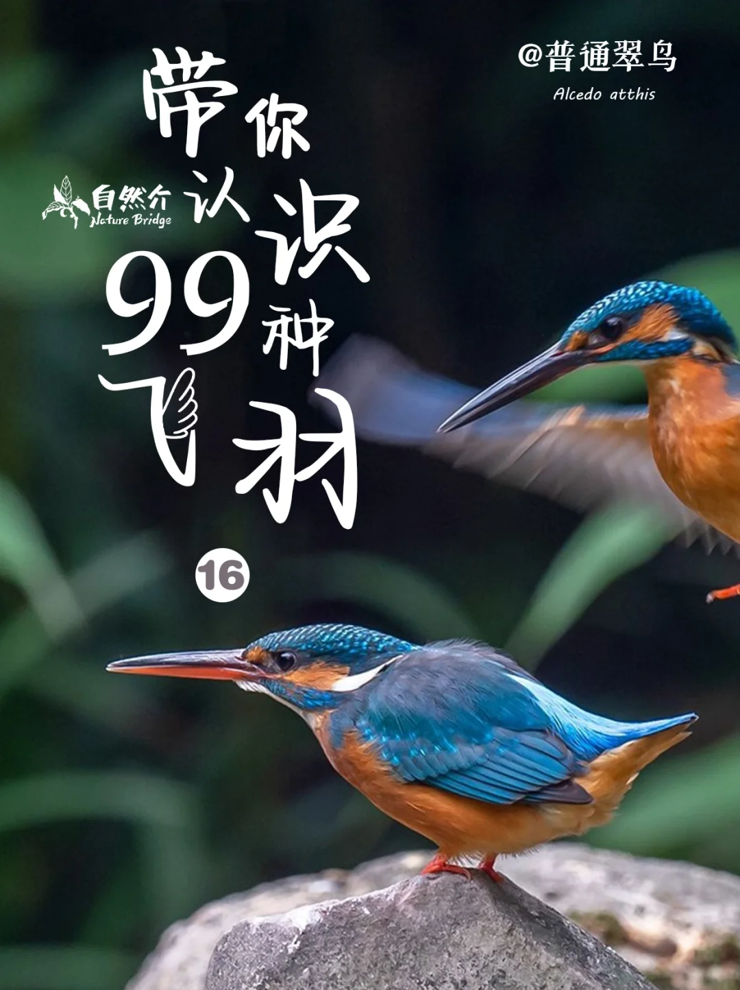 带你认识99种飞羽