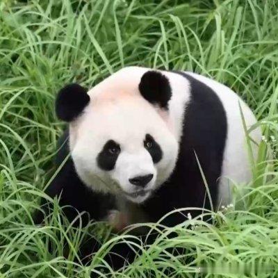 视频丨“平平”“福双”将赴美 中美开启新一轮大熊猫保护国际合作 更多资讯，打开央视新闻客户端 ​