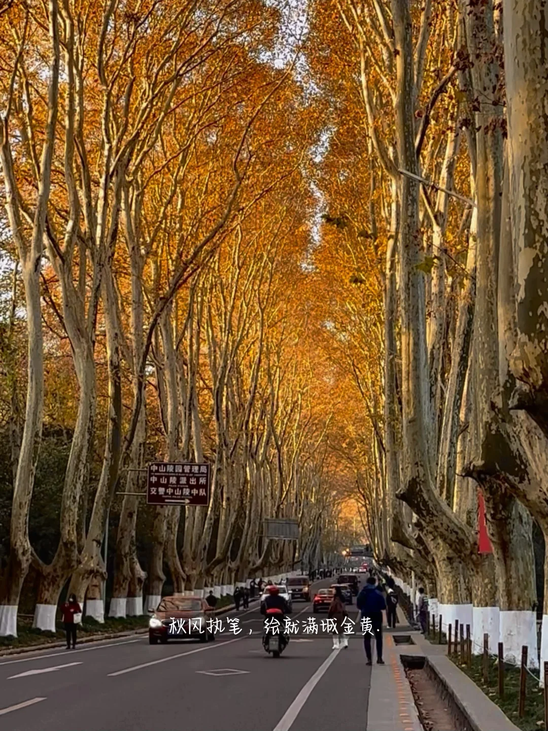 Live图看南京的秋天🈶多值得来‼️附机位