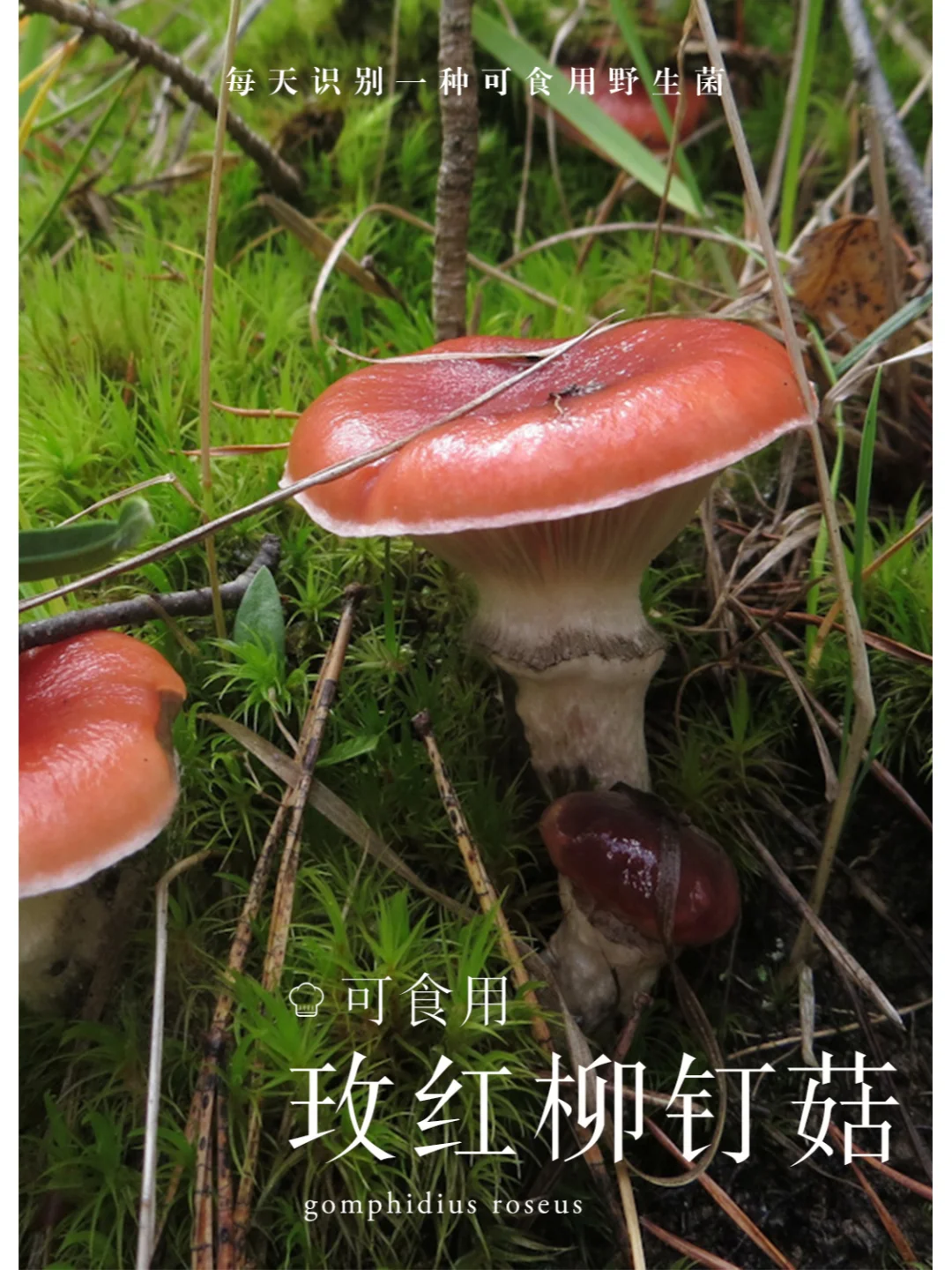 玫红铆钉菇，好看又好吃