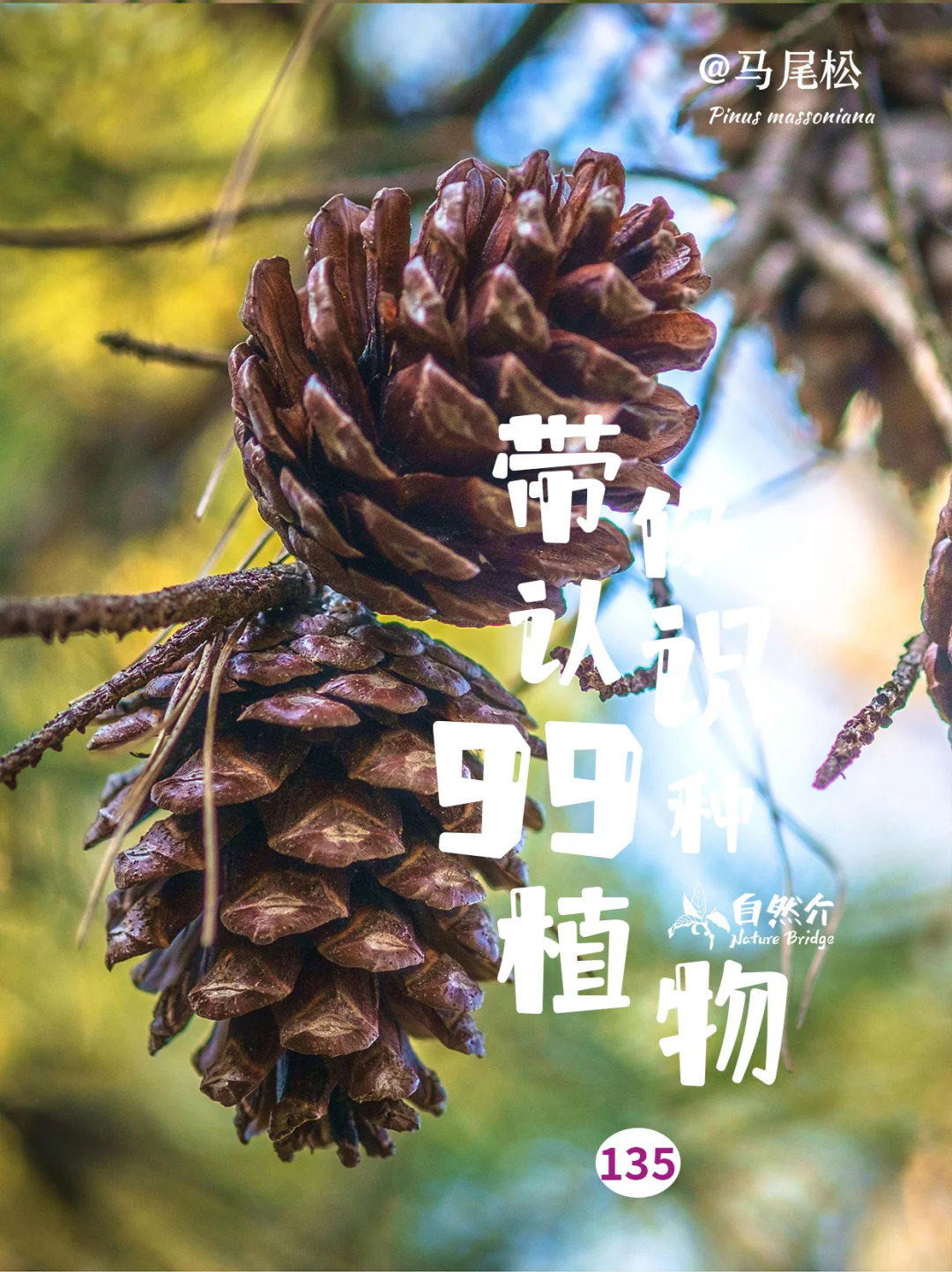 带你认识99种植物