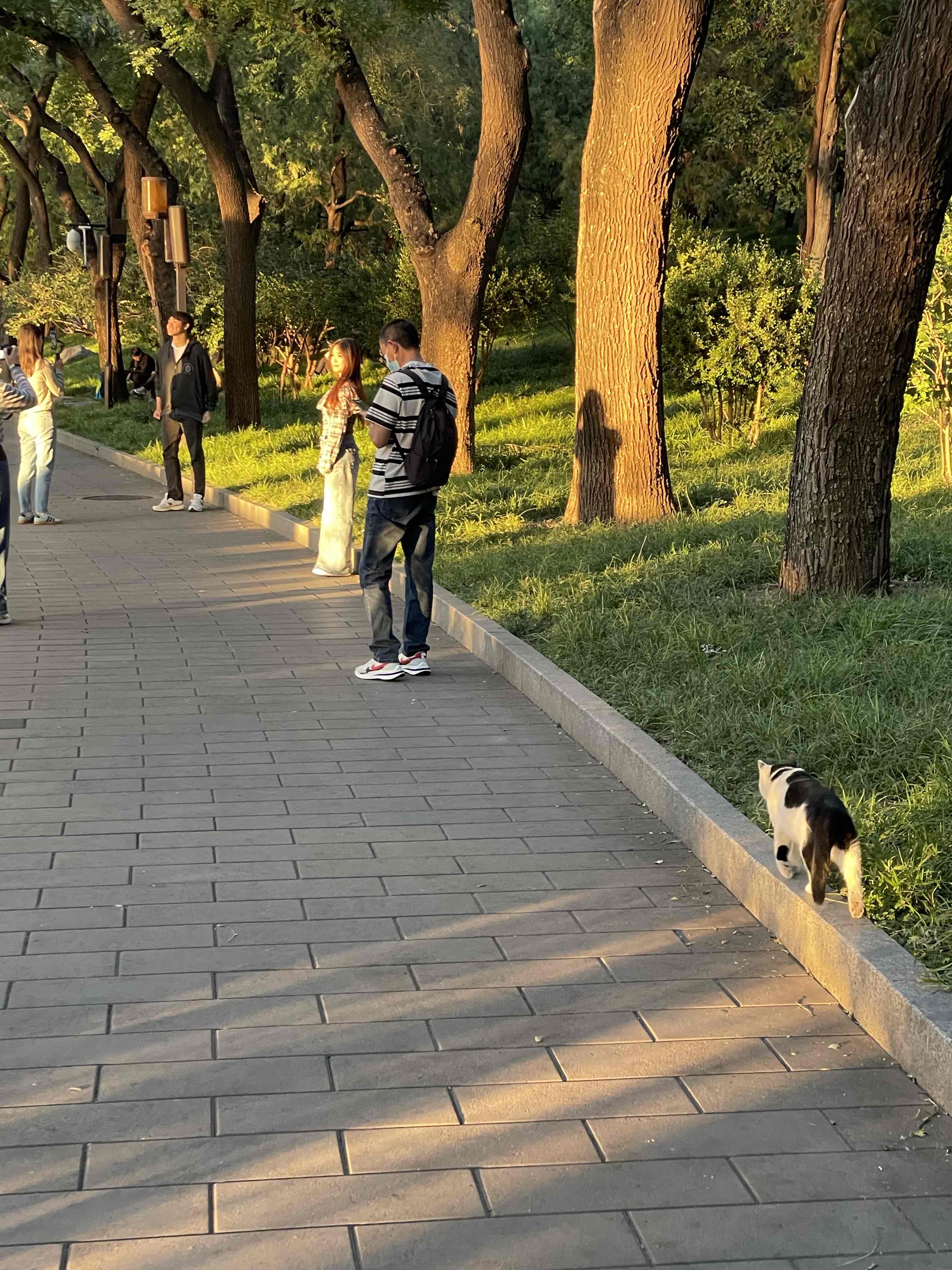 这两天国庆节小猫误入天安门执勤岗哨的视频刷爆网络。
十一国庆节在北海公园我也遇到了好几只猫，小猫颜色不同，国庆节遇到小猫给出游增添了不少乐趣。
