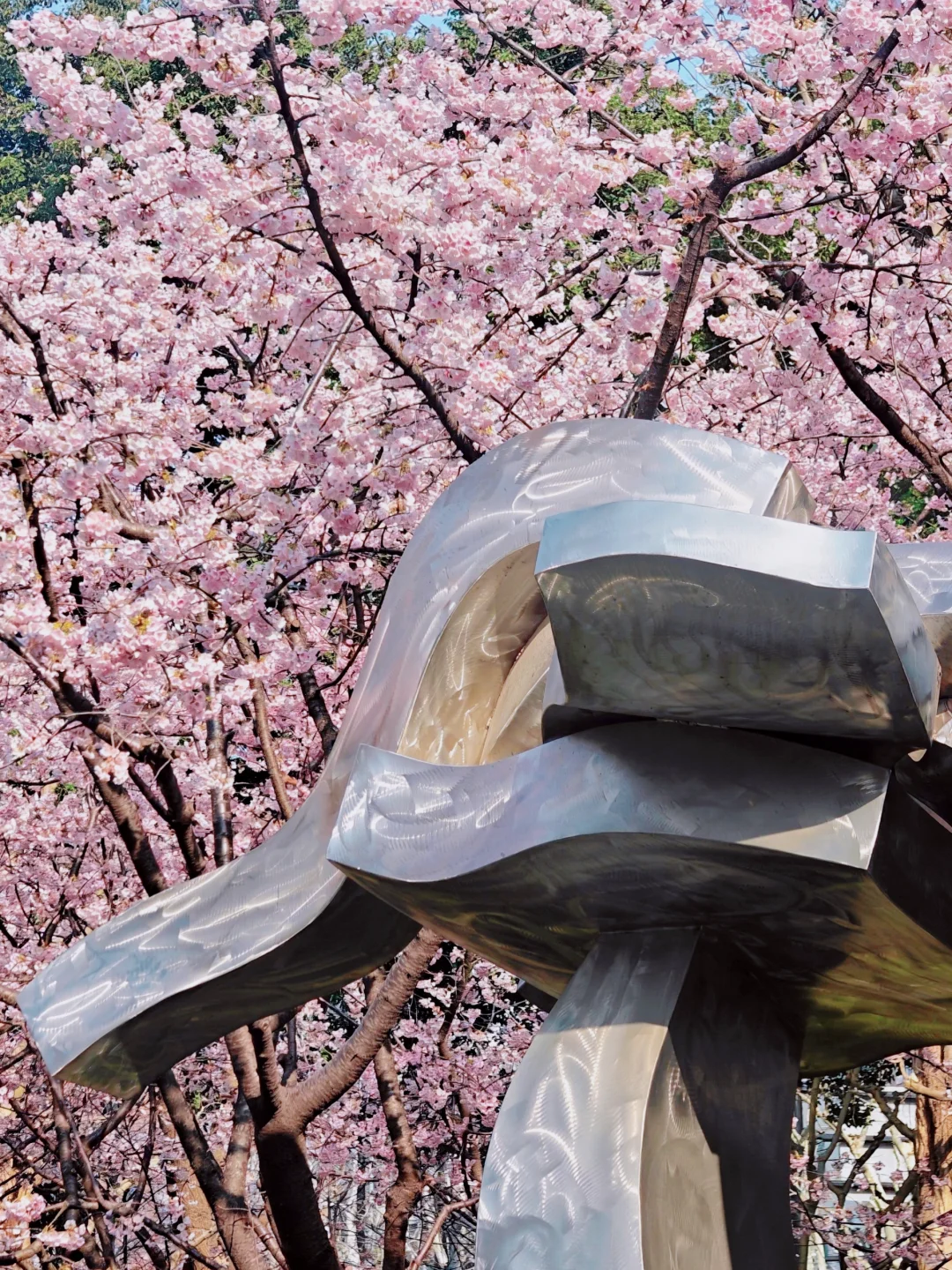 静安春日图鉴：樱花、梅花、郁金香一次集齐