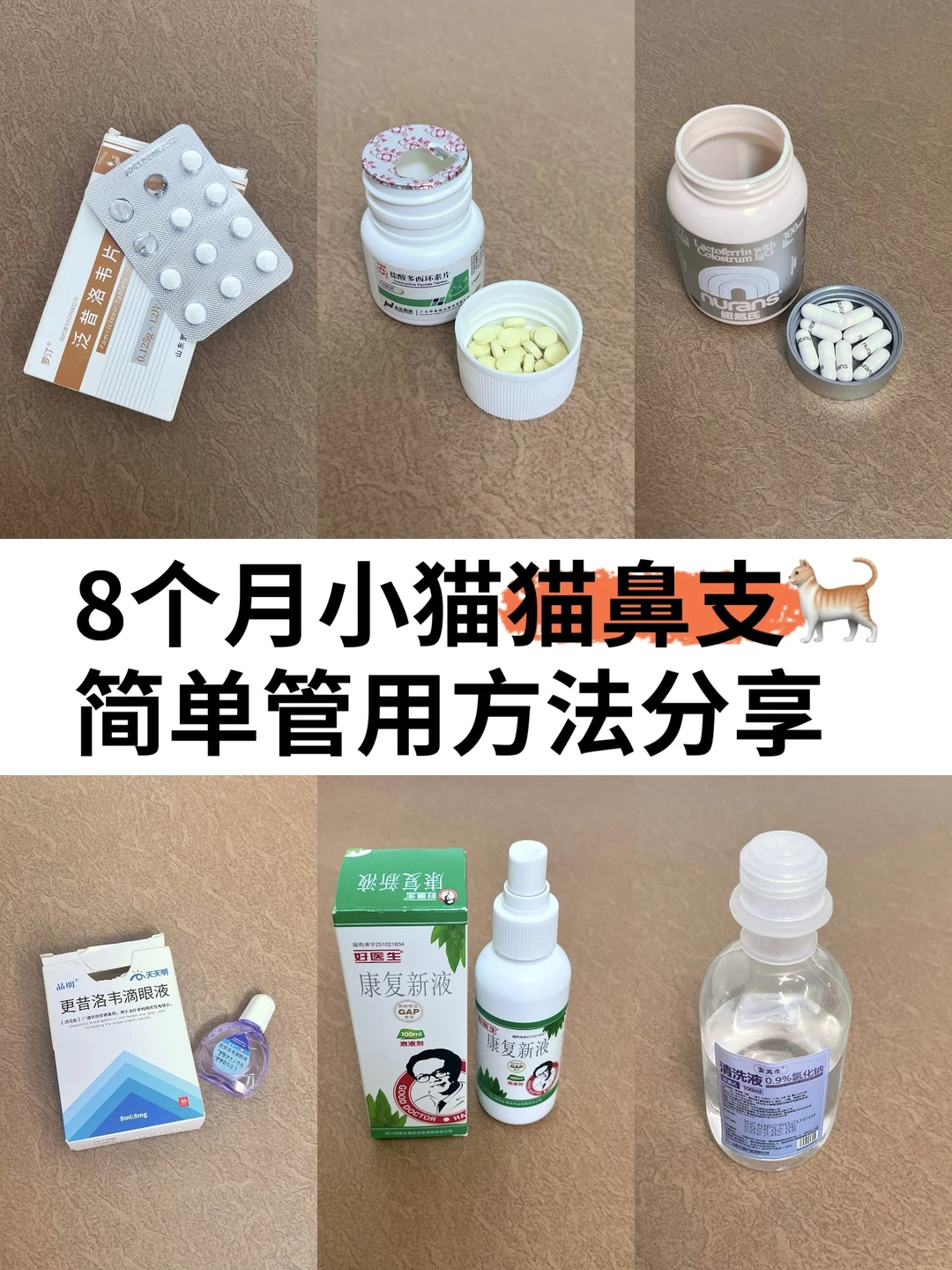 8个月小猫【猫鼻支】，简单管用的方法分享