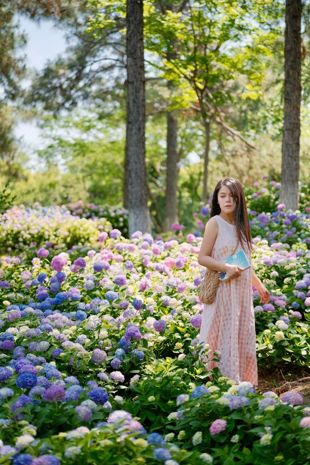 5.12实况‼️这里的无尽夏绣球花海无人