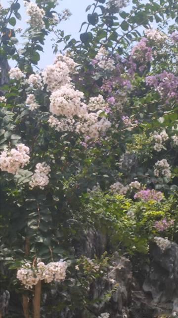 夏日清凉  余荫山房  紫薇