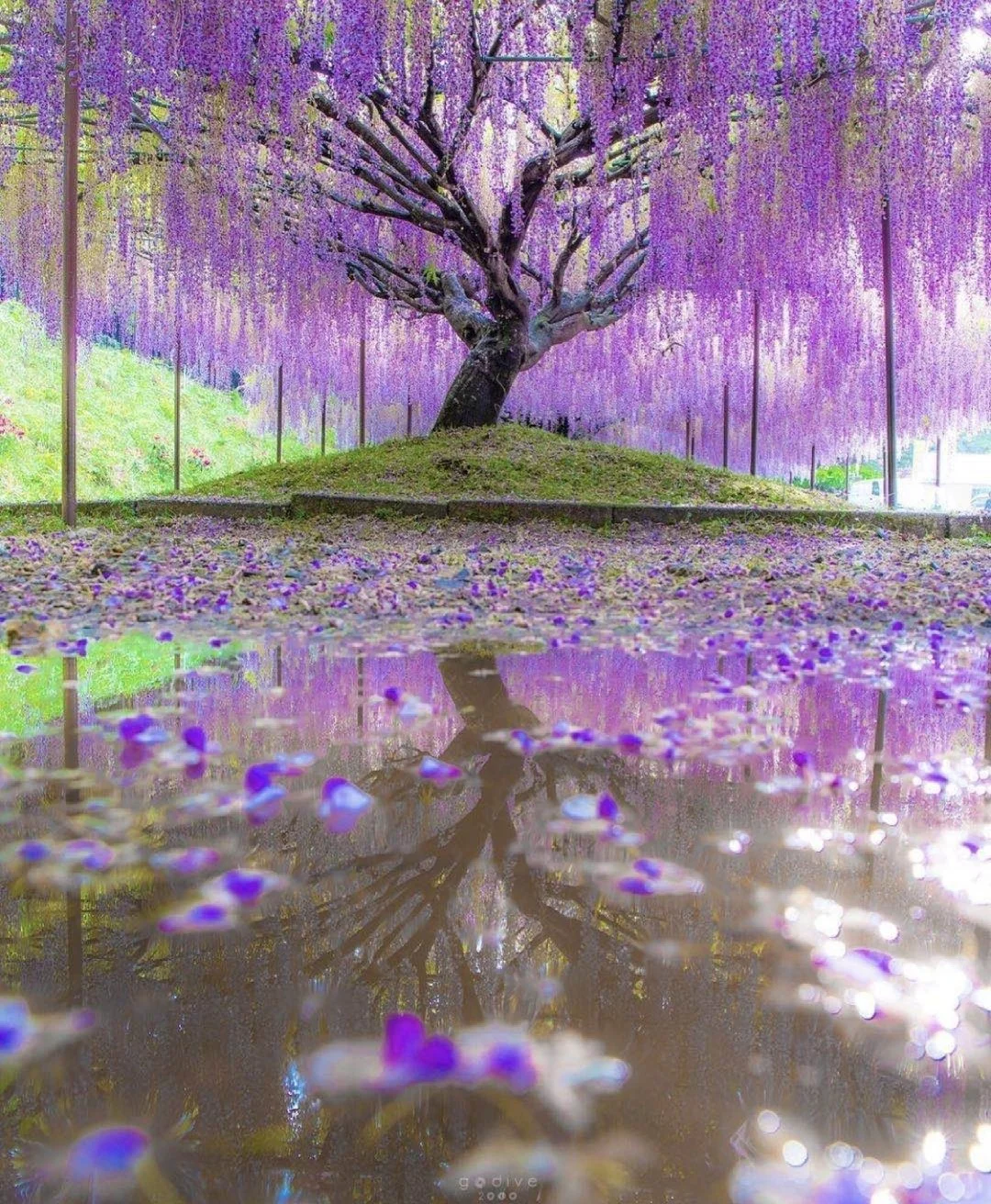 日本兵库县|紫藤瀑布来袭眼睛与灵魂的洗礼