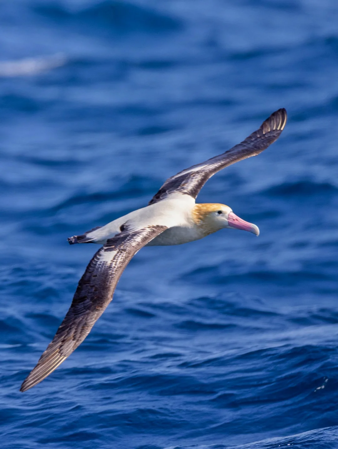 总算如愿见到了罕见的短尾信天翁