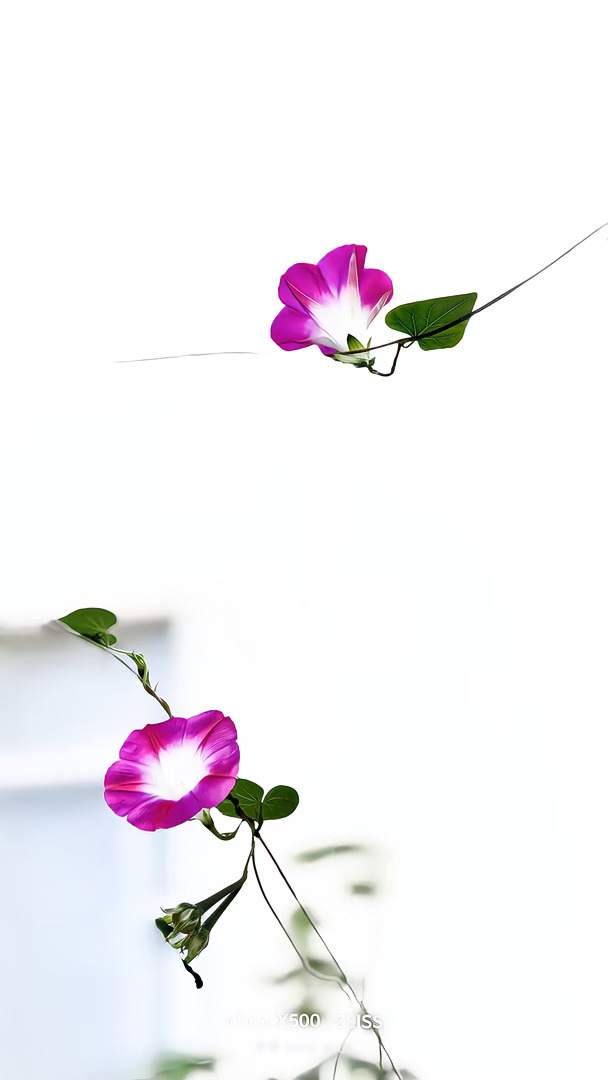 秋日朝颜，蔡司镜头捕捉花朵独有的浪漫💜