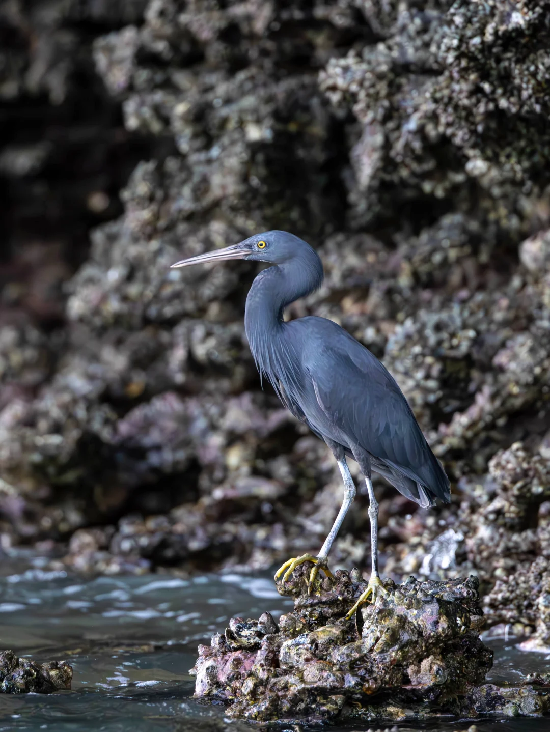 潮间带的优雅黑精灵：岩鹭