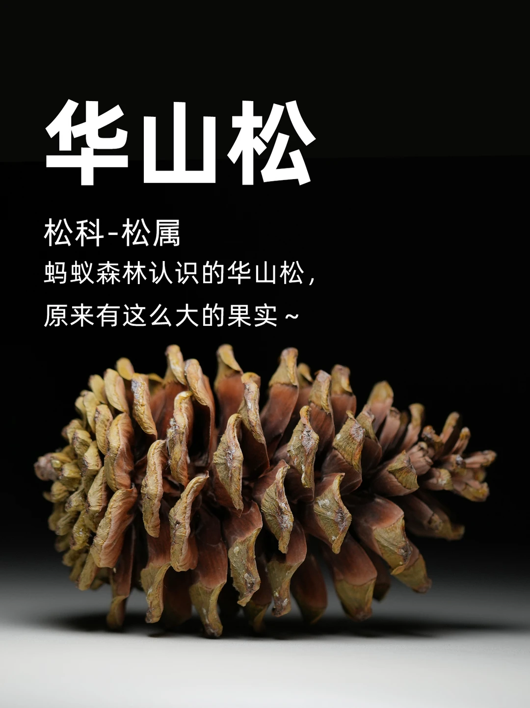 蚂蚁森林认识的华山松，原来果实这么大