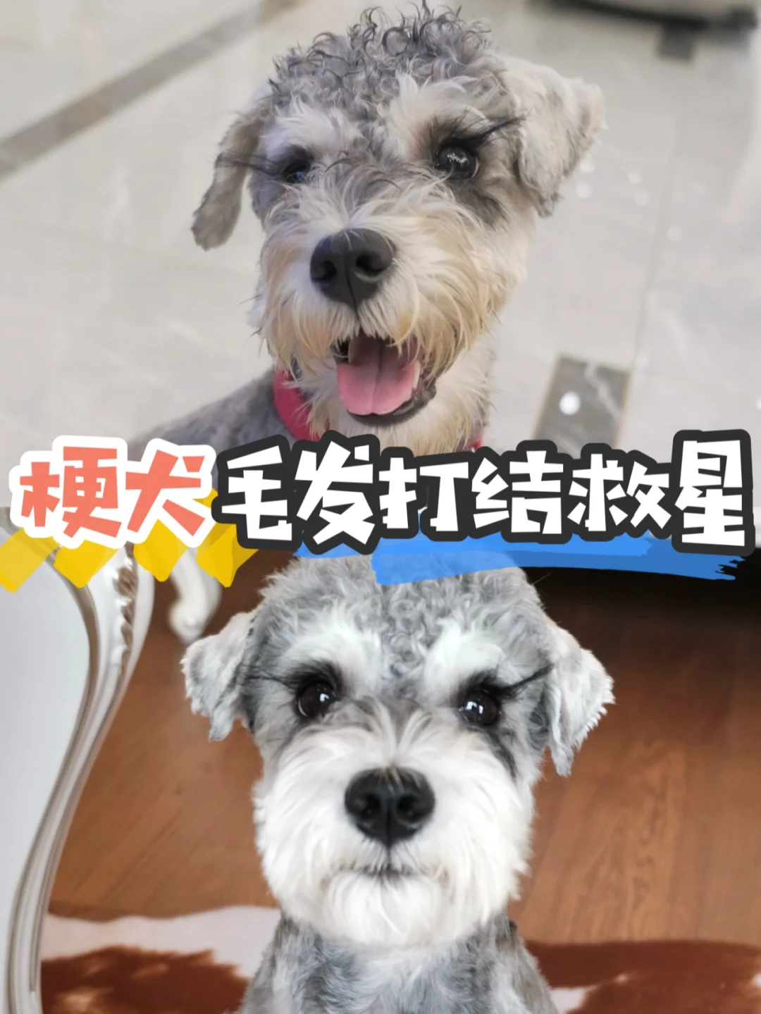 宝藏宠物沐浴露推荐💕梗犬毛发打结的救星