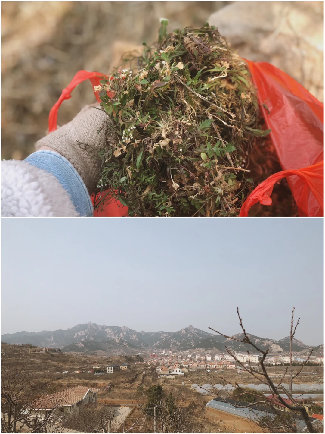 寻找春天里原始的美味｜挖荠菜