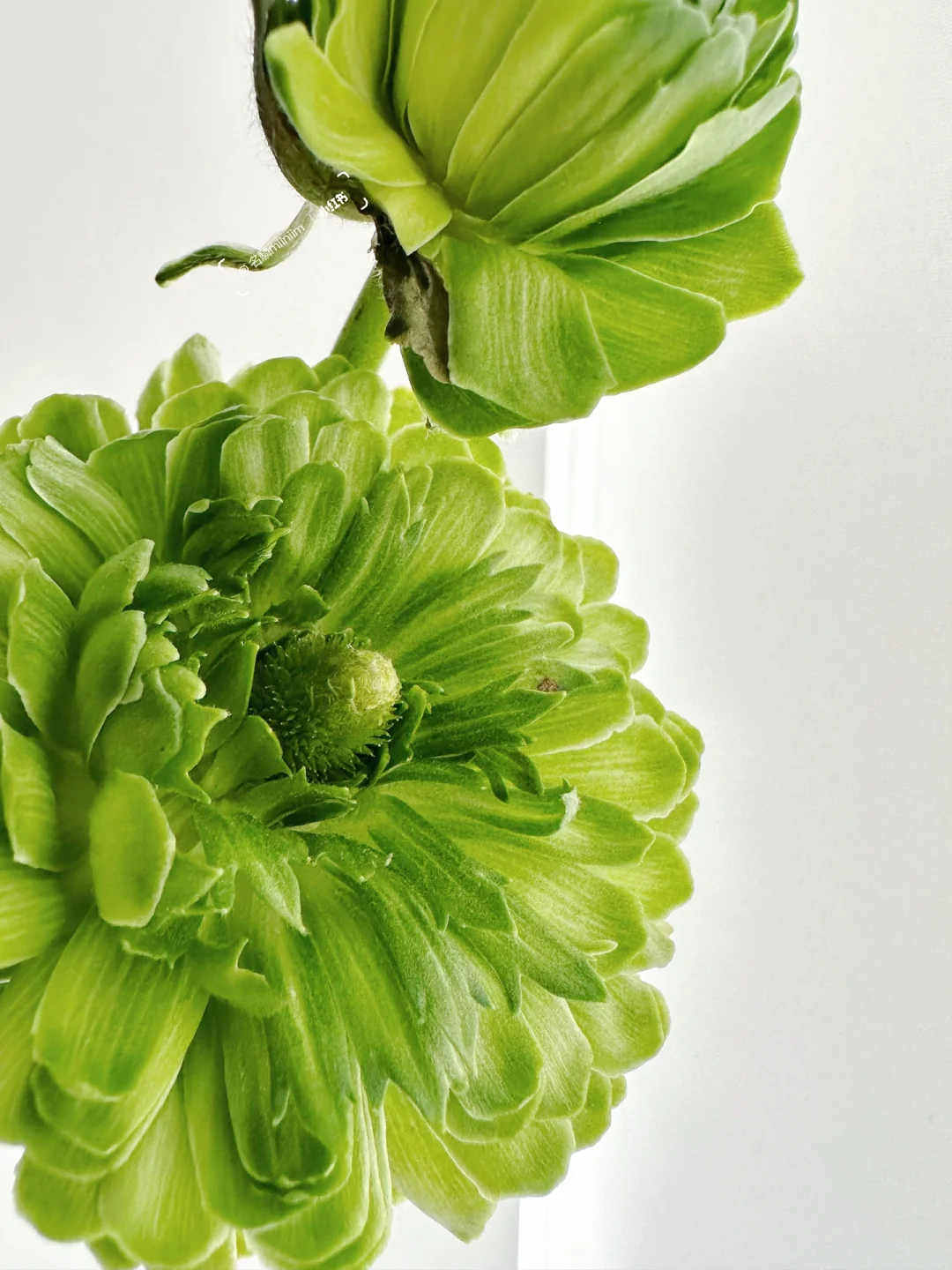 重瓣绿色洋牡丹｜提问，谁会买这种特别的花🍀