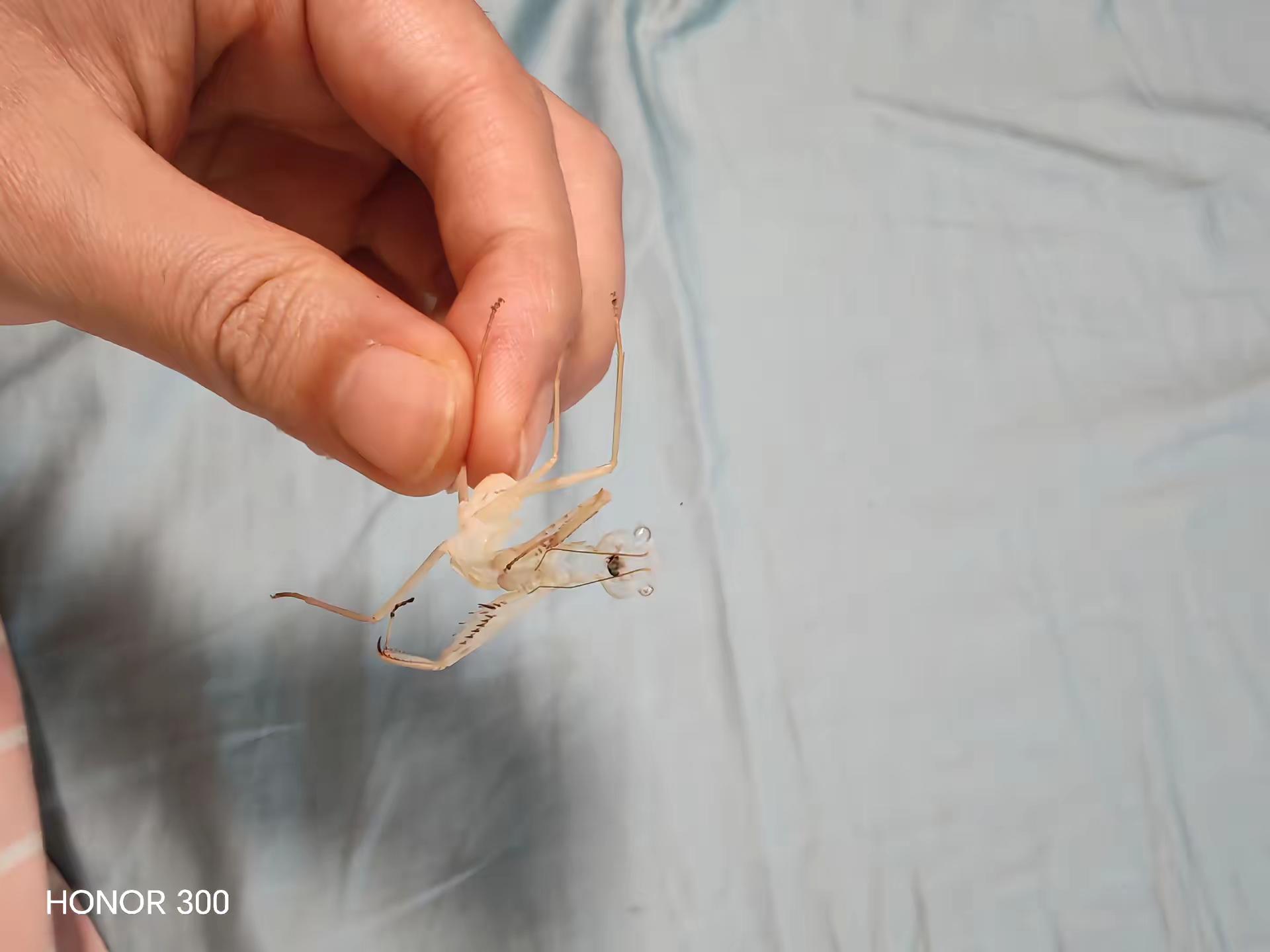 有人能看出来这是什么吗？稀奇古怪的虫子
