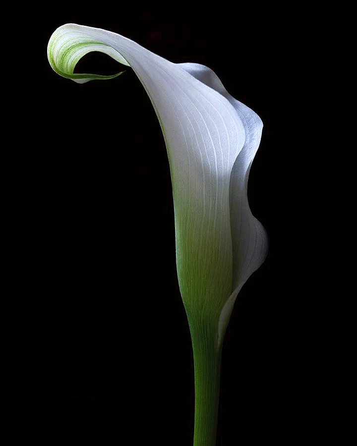 带你每天认识一种花材209｜白色海芋