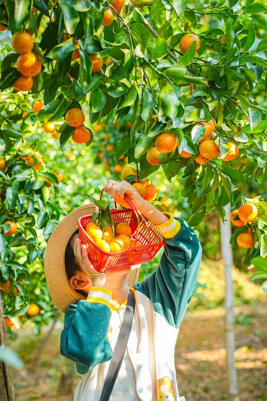根本摘不完呐🚗广州一小时直达🍊采摘园