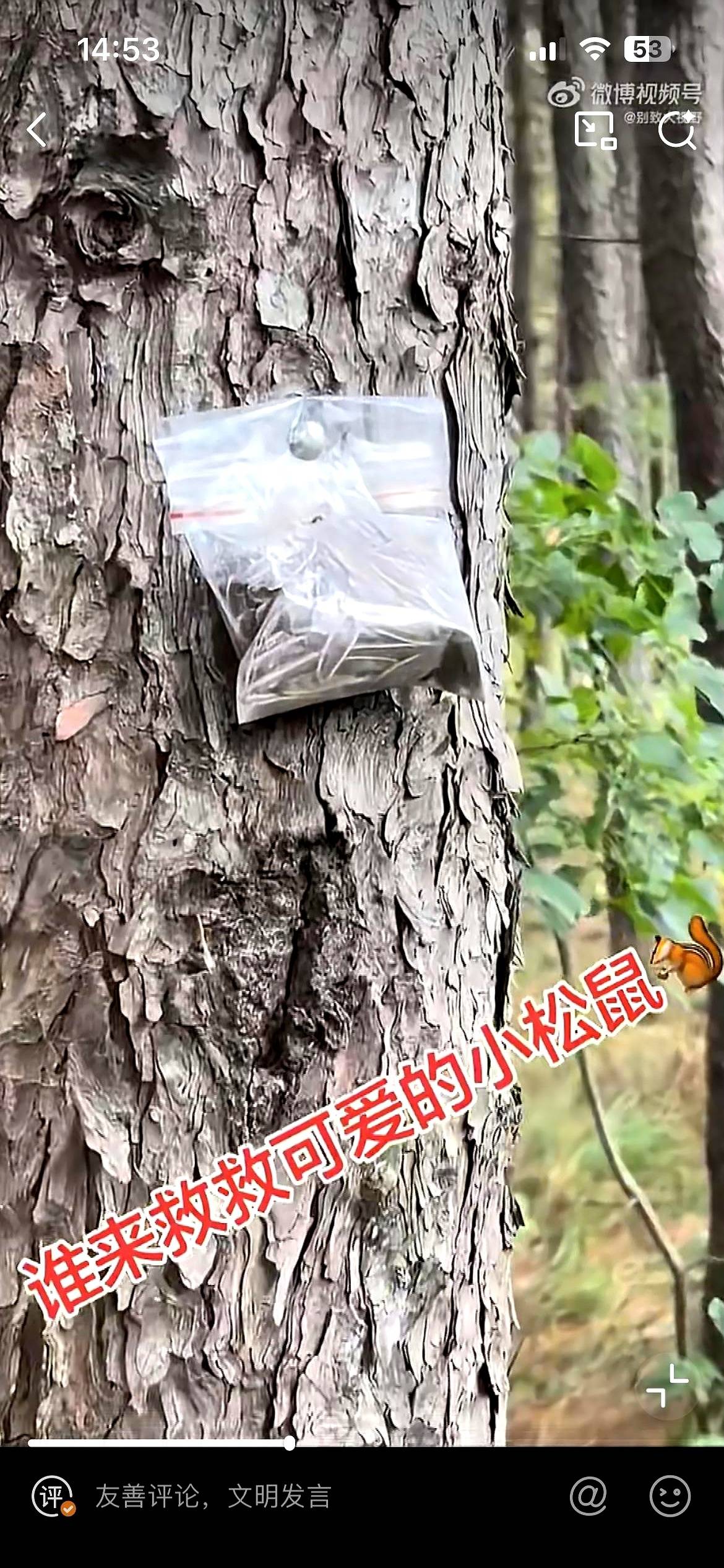 有网友爆料，部分包山打松塔的人在树上挂了有毒的瓜子。
这些人花重金包下大山，为了和松鼠抢这点松子直接下了死手。
短视频里东北老铁在采摘季那些惊心动魄的打松塔记录背后，涉嫌危害野生动物的责任该由谁来背，目前连个说法都没有。
咱们平时刷手机，肯定没少刷到过那种视频。
几十米高的大树，人就挂在上面晃荡。