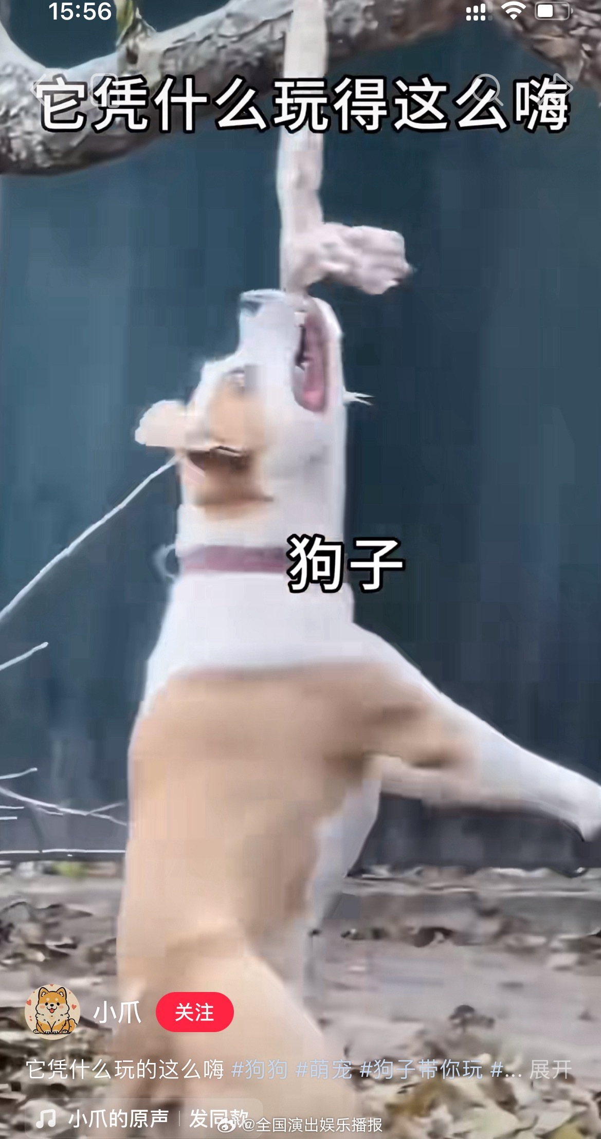 我家逆子也这样[二哈] ​​​